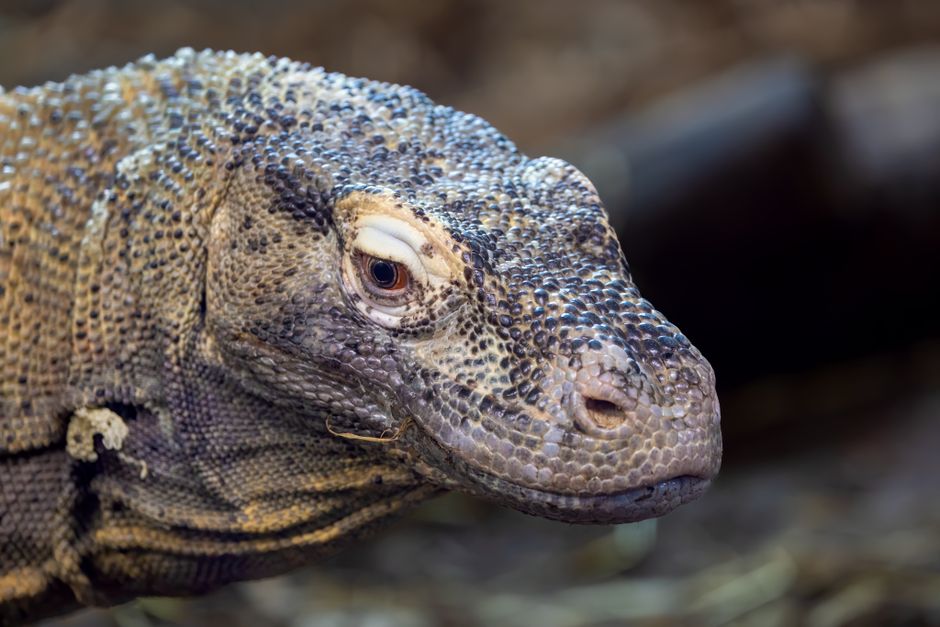 Detailed close-up photograph of a Komodo dragon revealing textured scales and intense gaze.