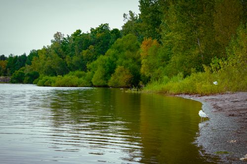 Free Peaceful riverbank scene with vibrant green foliage and a solitary seagull by the water's edge. Stock Photo