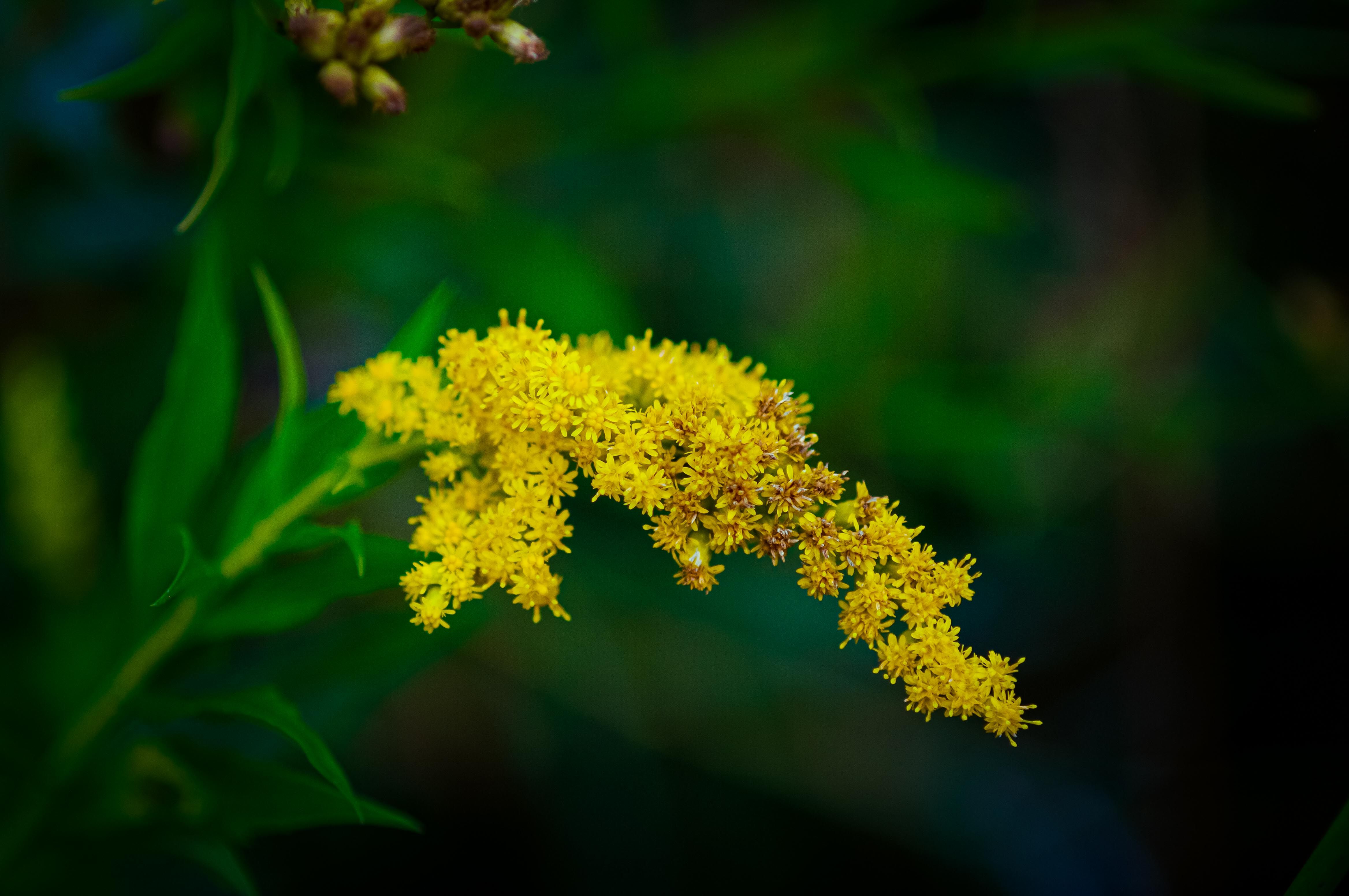Goldenrod Plant Profile