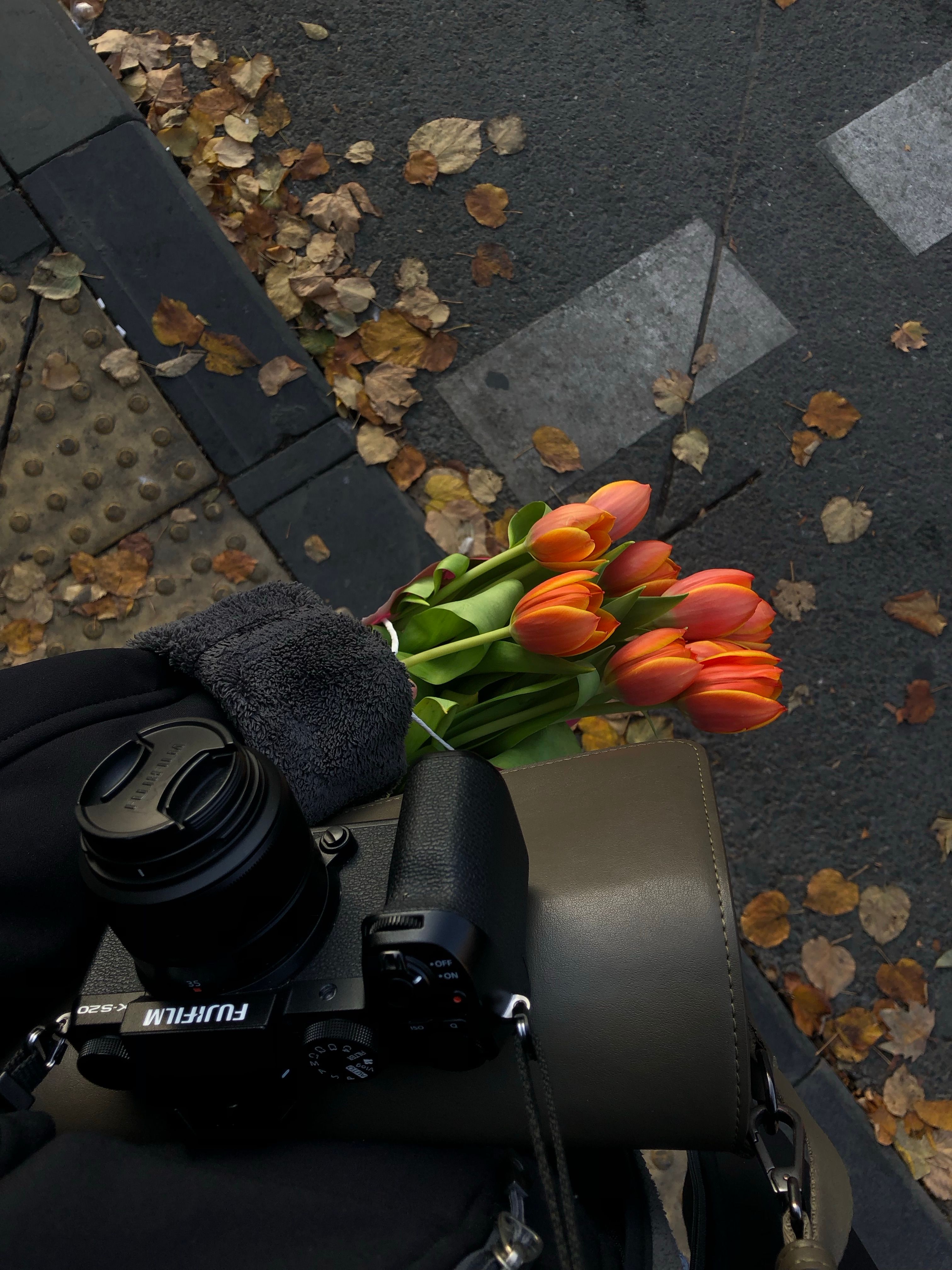 A person holds bright tulips and a camera on a leaf-covered street in autumn.