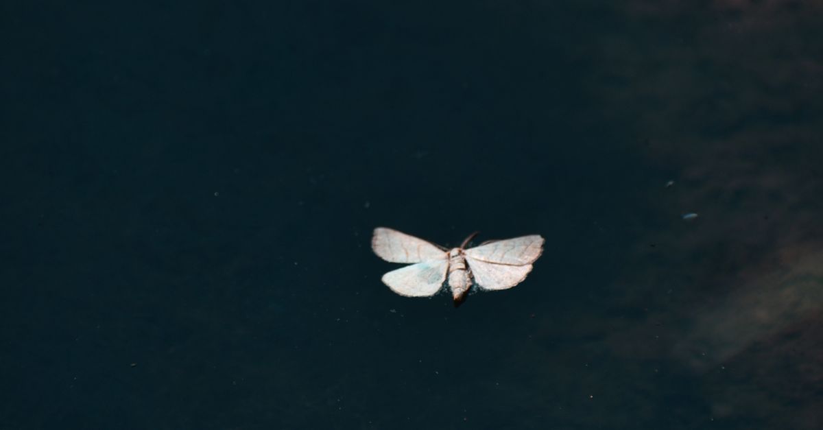 Insect On Black Background · Free Stock Photo
