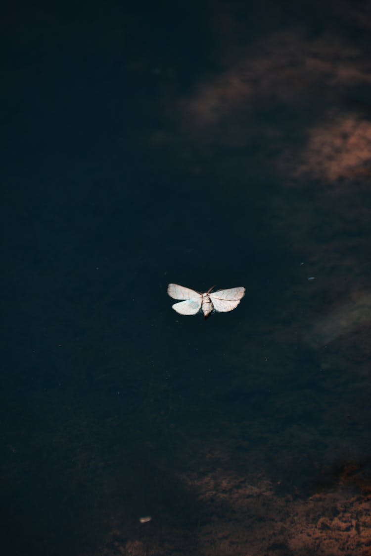 Insect On Black Background