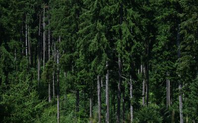 Chính quyền Quebec phê duyệt đơn đăng ký thử nghiệm lưu trữ carbon