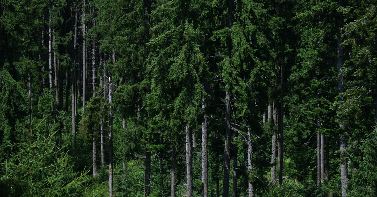 生活:如何將阿里山森林香氣融入日常?探索全新「森氣Forest Qi
