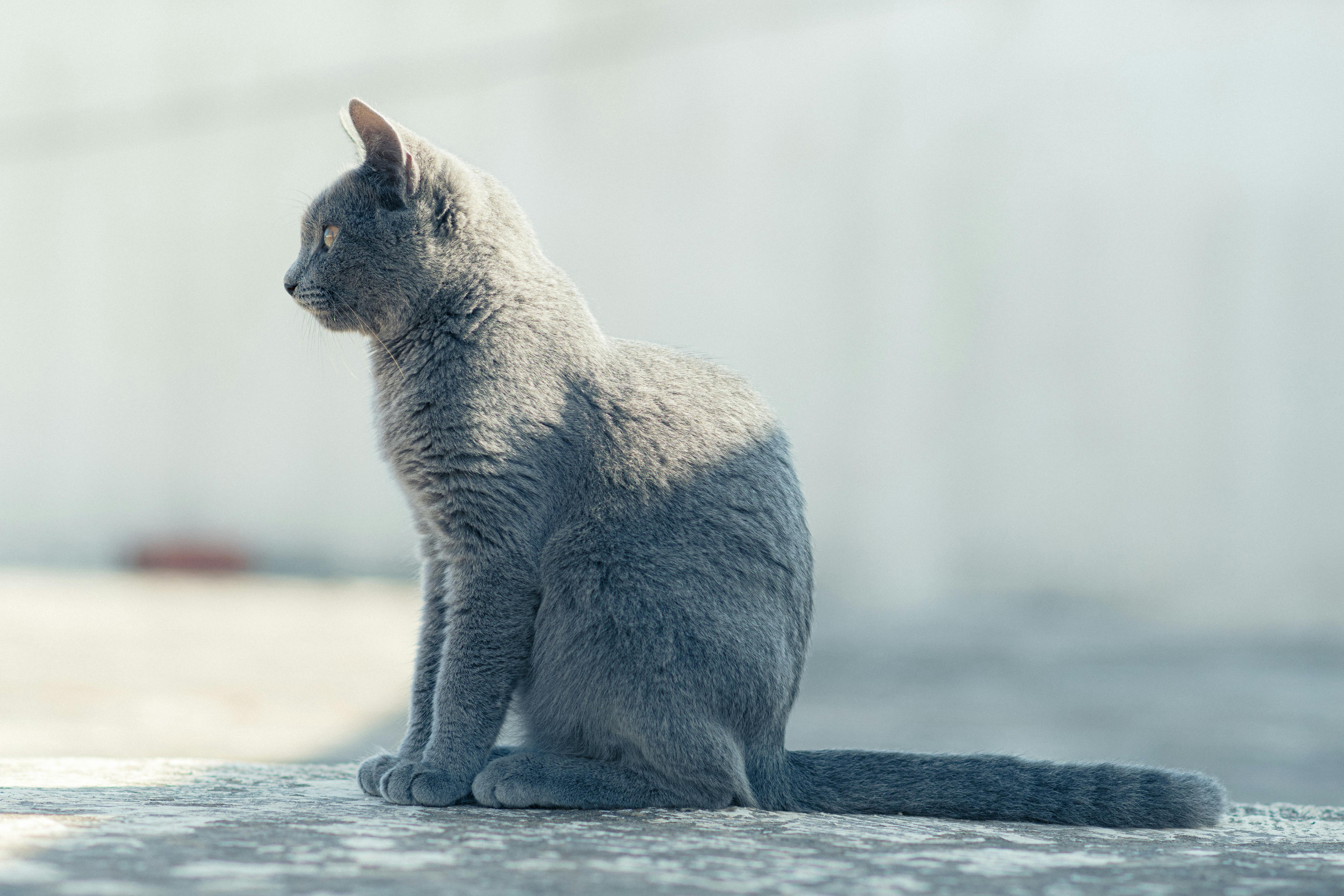 Gato blanco elegante en apartamento colombiano