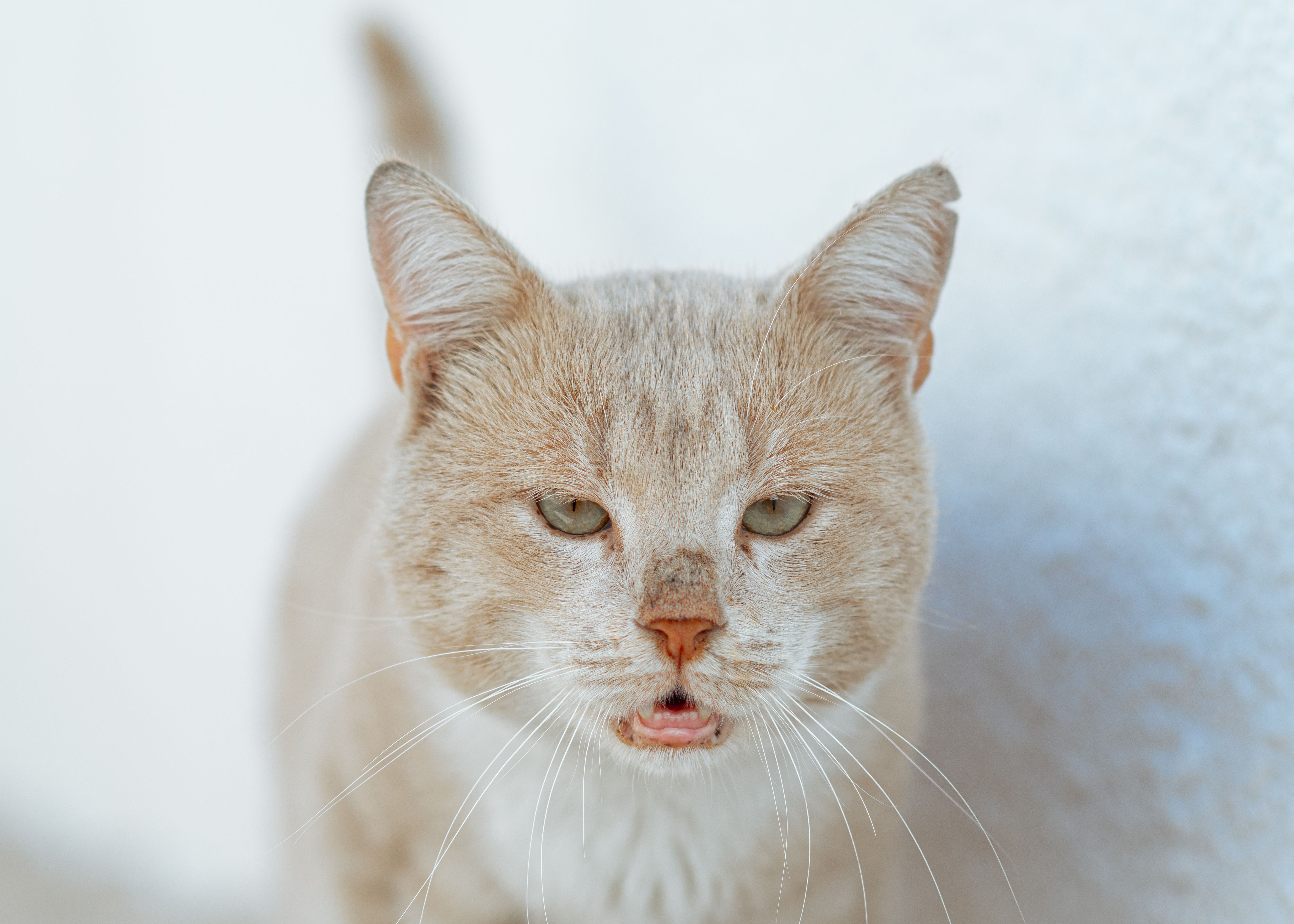 Chat qui éternue : causes et traitements - Quelles sont les principales causes pathologiques ?