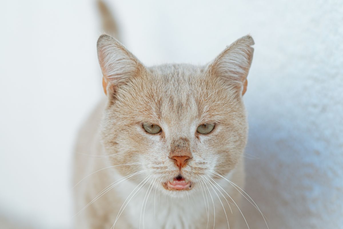 Chat qui éternue : causes et traitements - Quelles sont les principales causes pathologiques ?