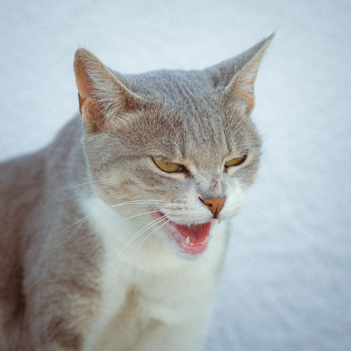 Chat gris et blanc gueule entrouverte, en plein spasme