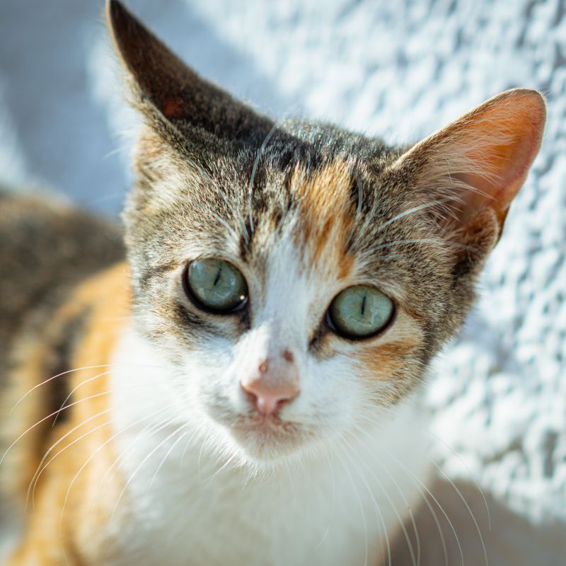 Feral cats