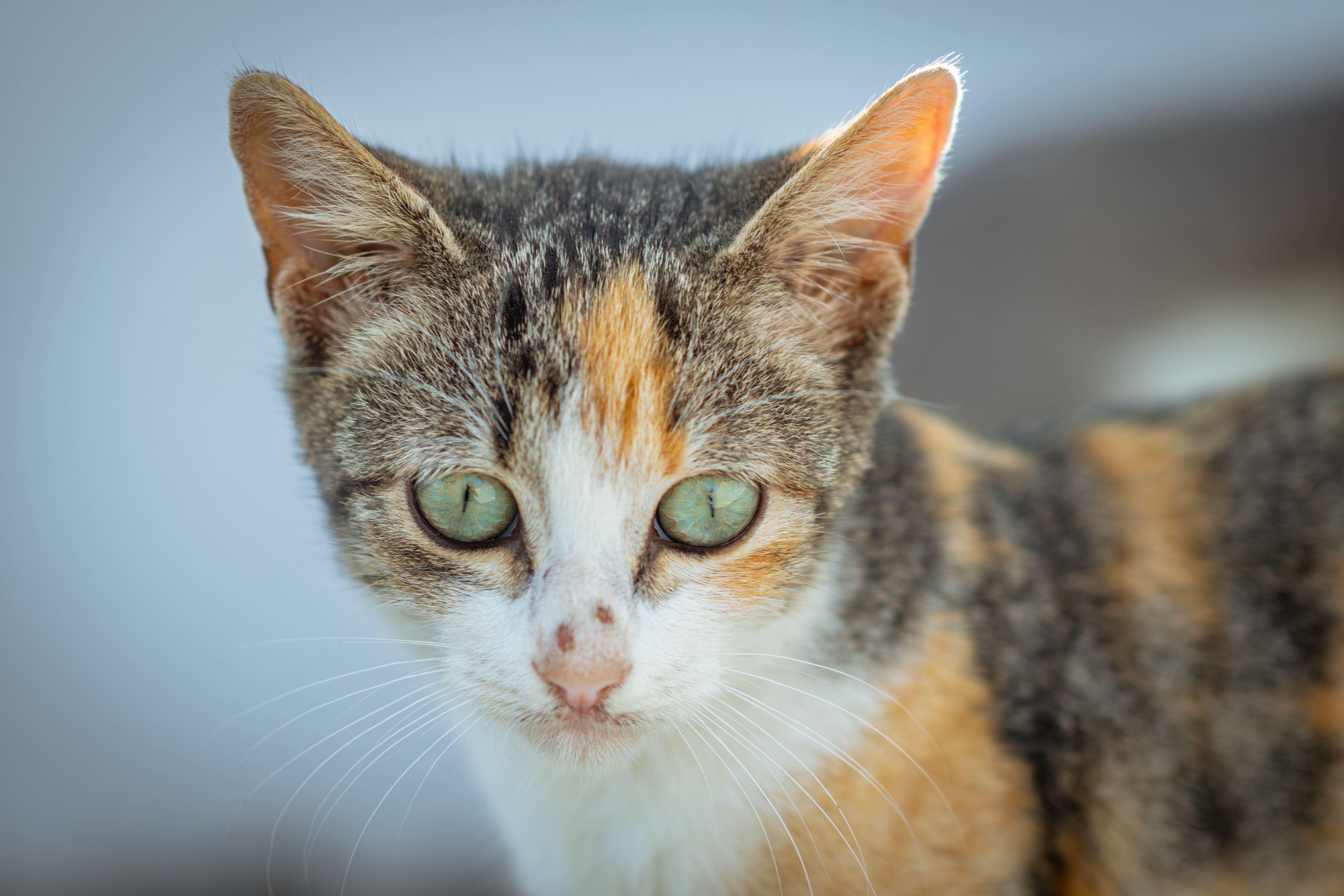 Foto: Mahmoud Yahyaoui / Pexels