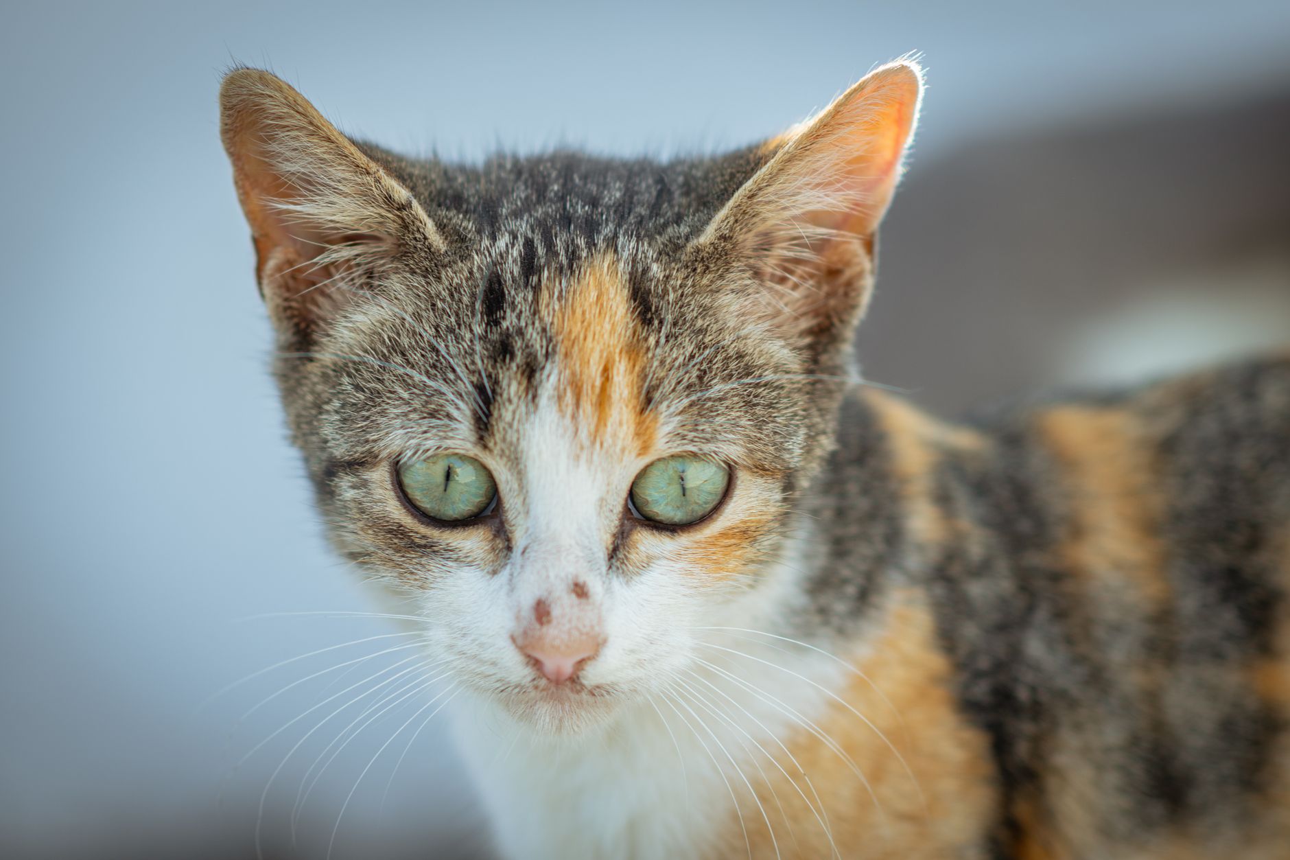 Veterinarian examining a cat during a checkup