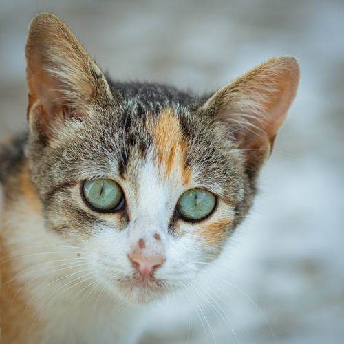 Free Charming close-up of a calico cat in Tunis with striking green eyes. Stock Photo