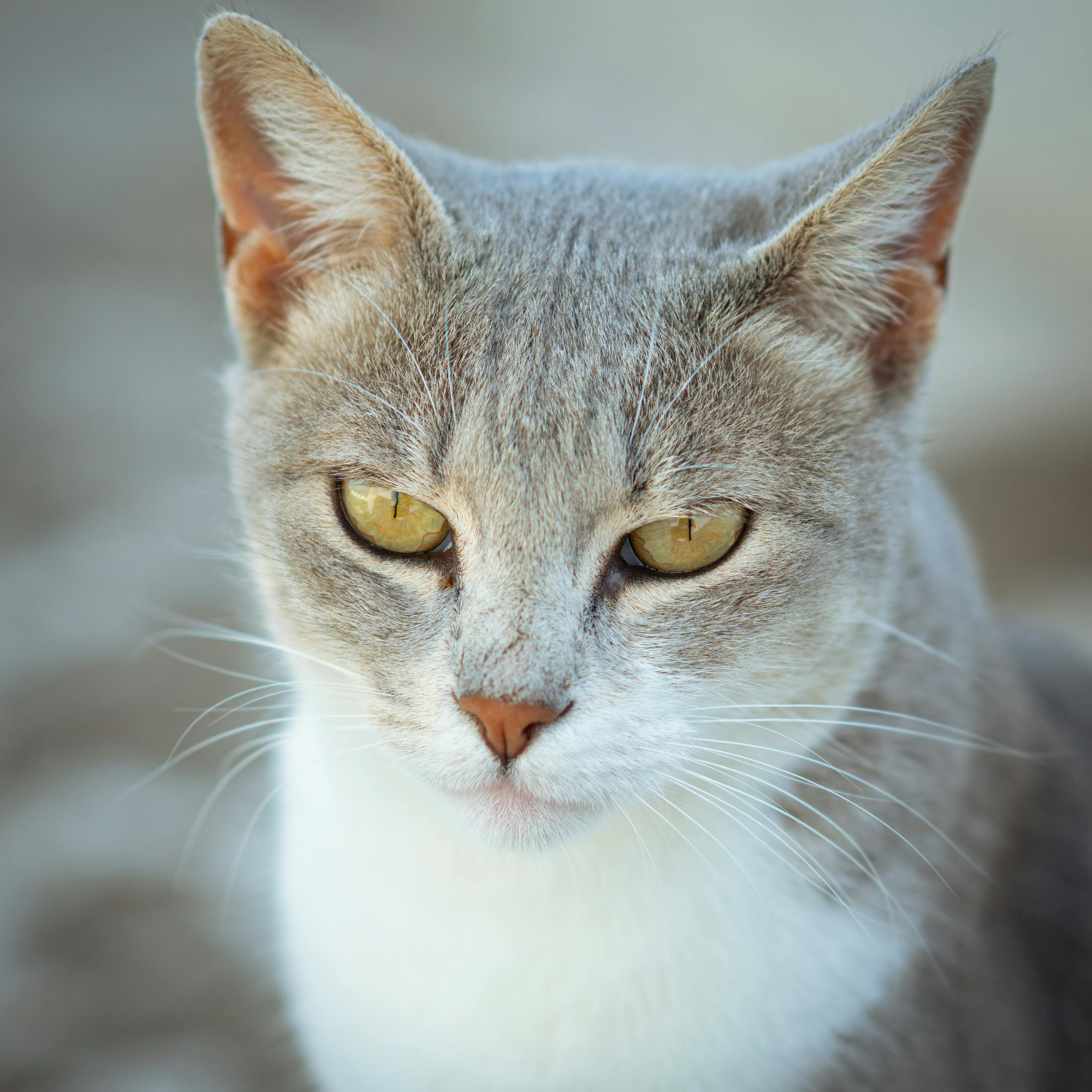 Close-up view of a grey and white domestic shorthair cat with attentive eyes.