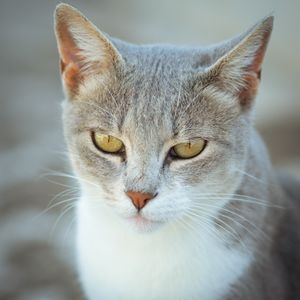 Portrait of a grey tabby cat, photo by Mahmoud Yahyaoui on Pexels