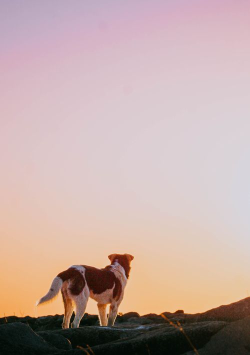 Free A dog stands on a rocky cliff during a serene sunset, gazing into the distance. Stock Photo
