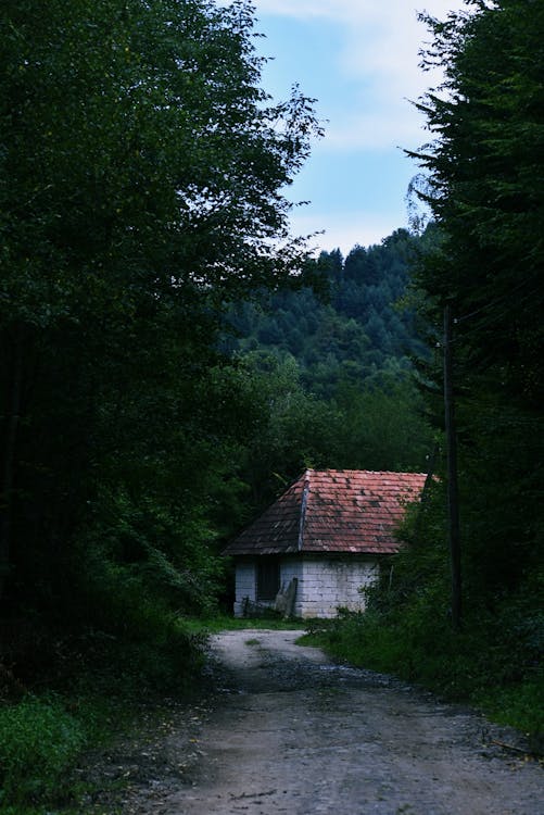 Abandoned House Beside Road Surrounded by Trees