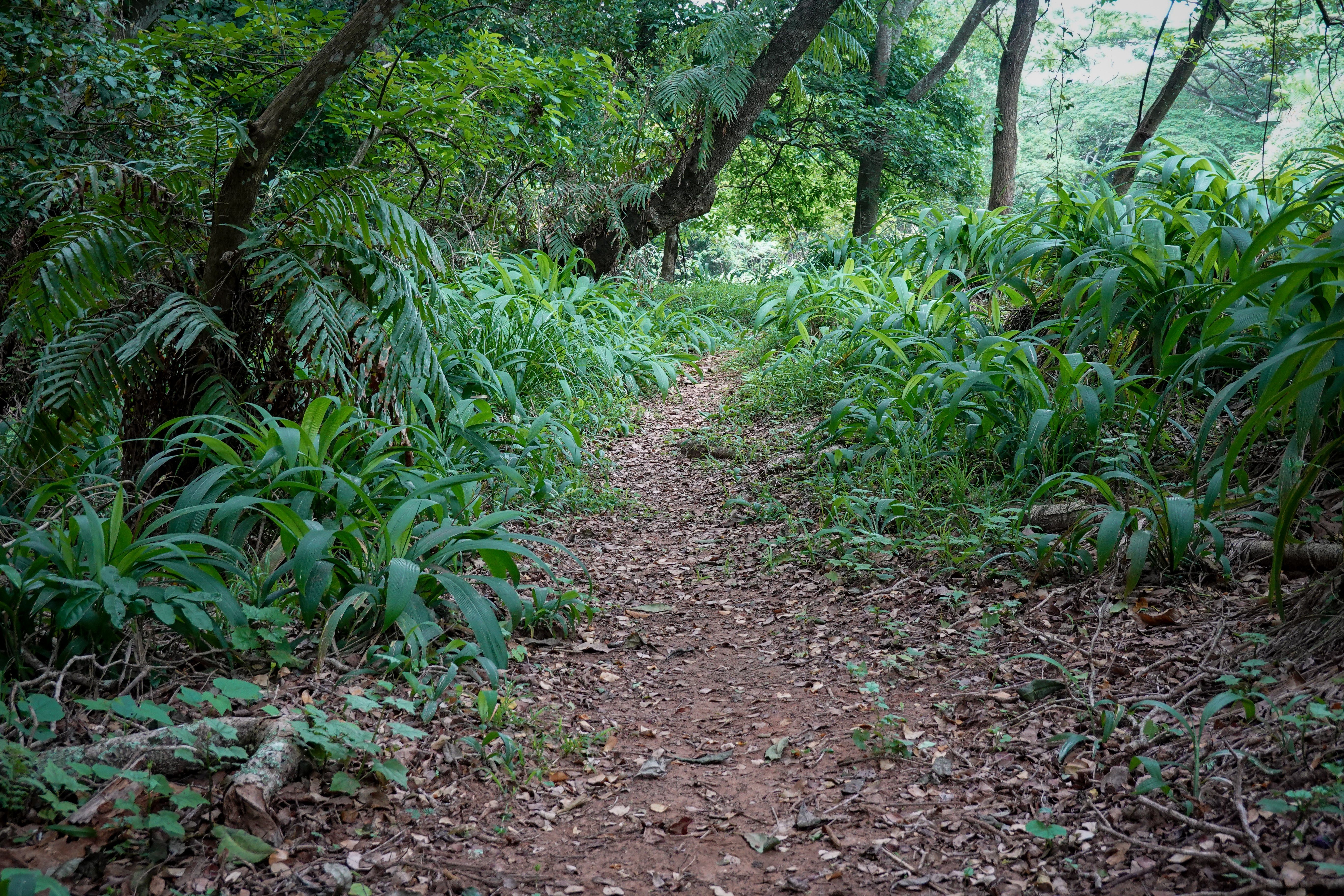 A forest trail leading to rock-cut caves inside Sanjay Gandhi National Park, Borivali