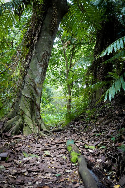 Free A scenic walk through a lush forest with towering trees and dense green foliage. Stock Photo