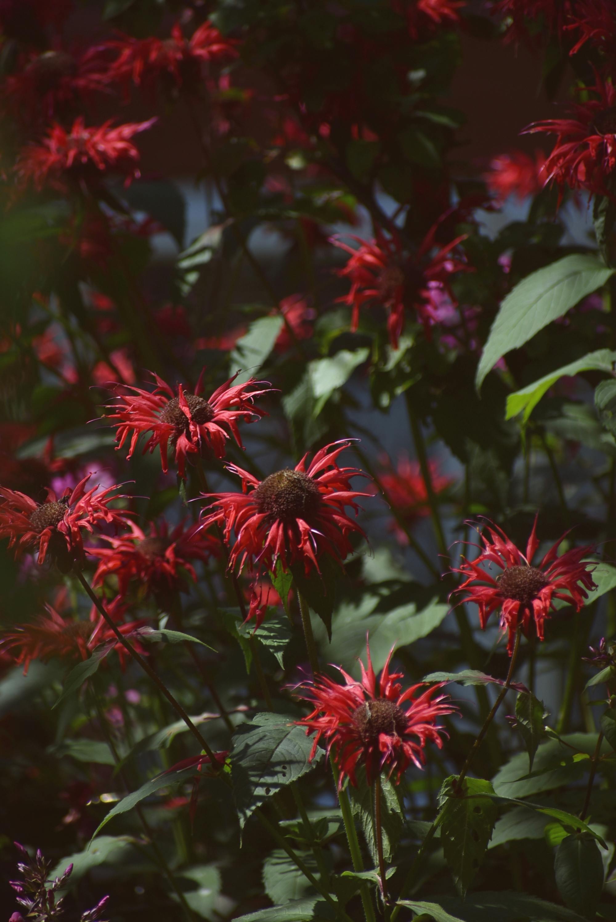 Monarda didyma