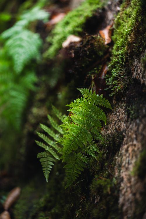 Free Close-up of vibrant green ferns growing on a mossy tree trunk in Lincoln, New Hampshire forest. Stock Photo