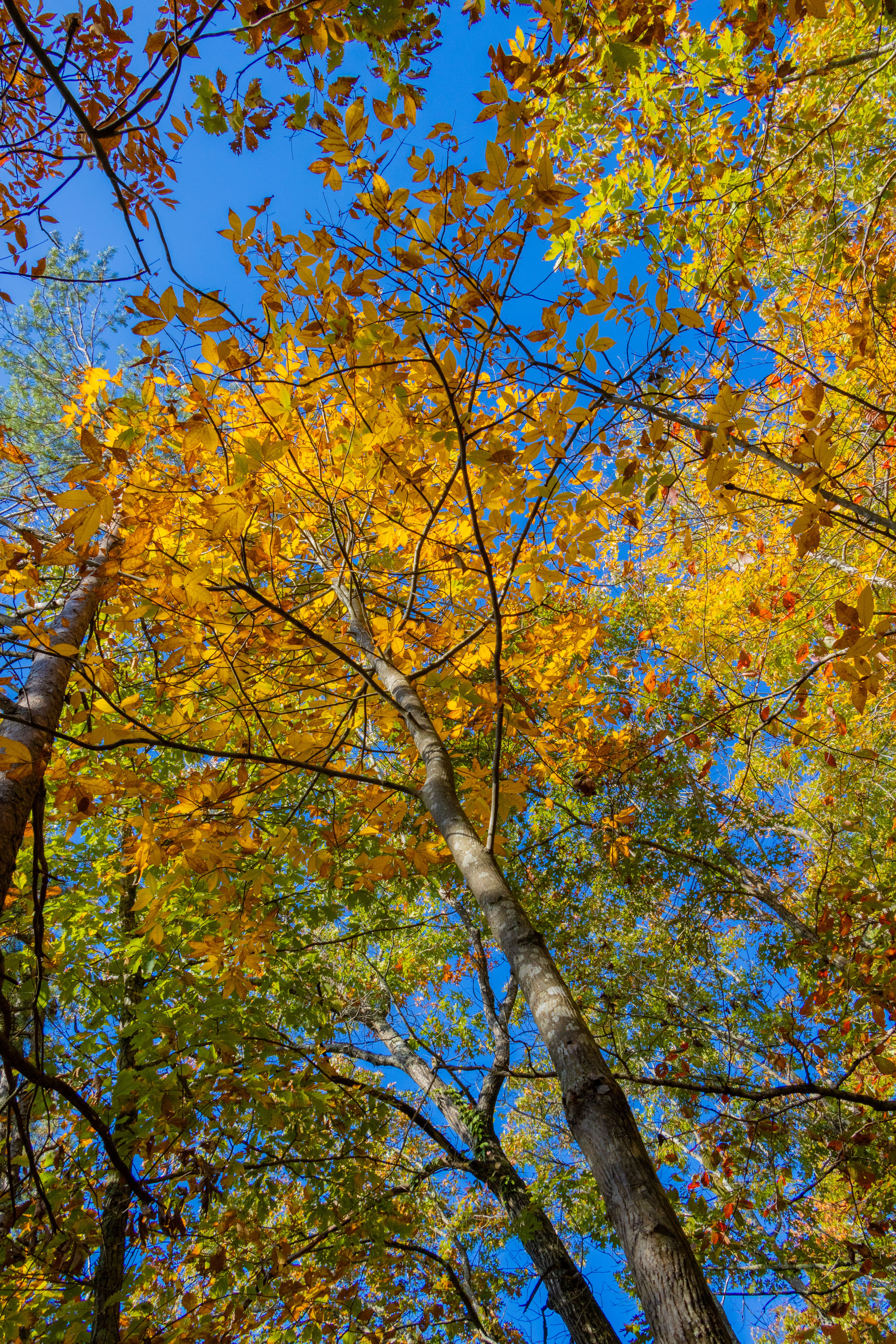 Vibrant Autumn Foliage Against Clear Blue Sky · Free Stock Photo