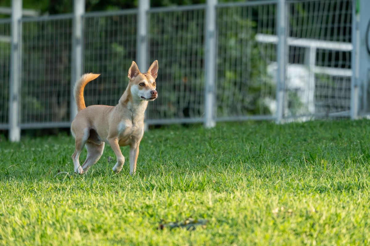 Dog standing alert on a green lawn near a fence