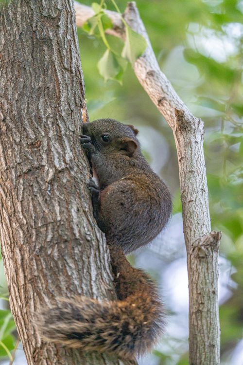 Free A squirrel climbing a tree in a lush green forest during daylight. Stock Photo