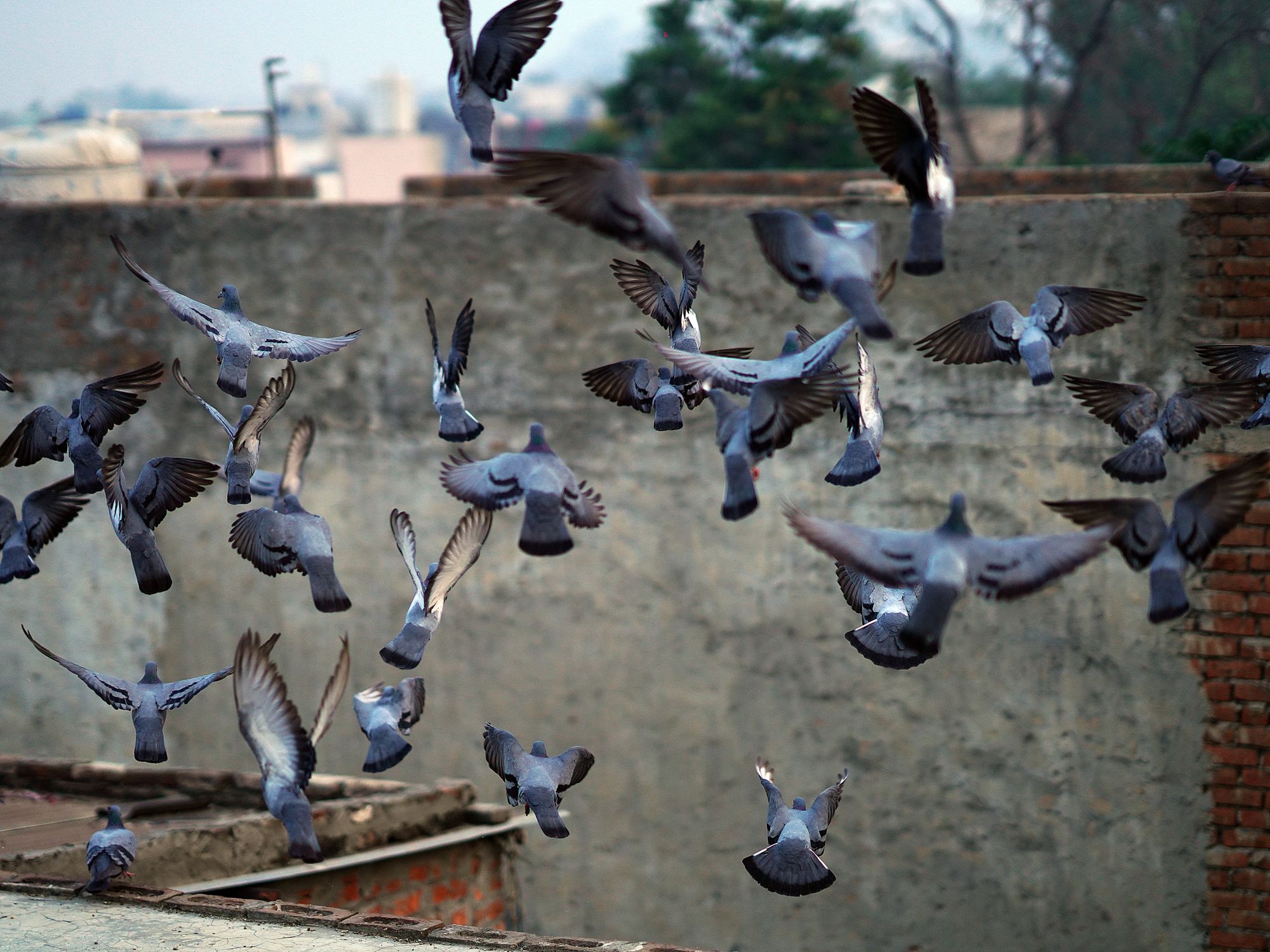 Pigeons Flocking Flock of Pigeons Taking Flight in Urban Setting · Free Stock Photo