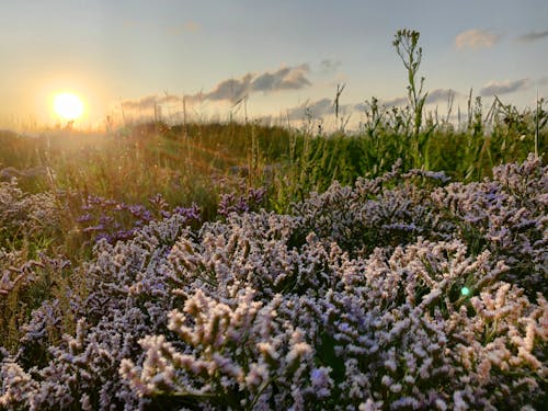 Foto profissional grátis de Alemanha, litoral, plantas