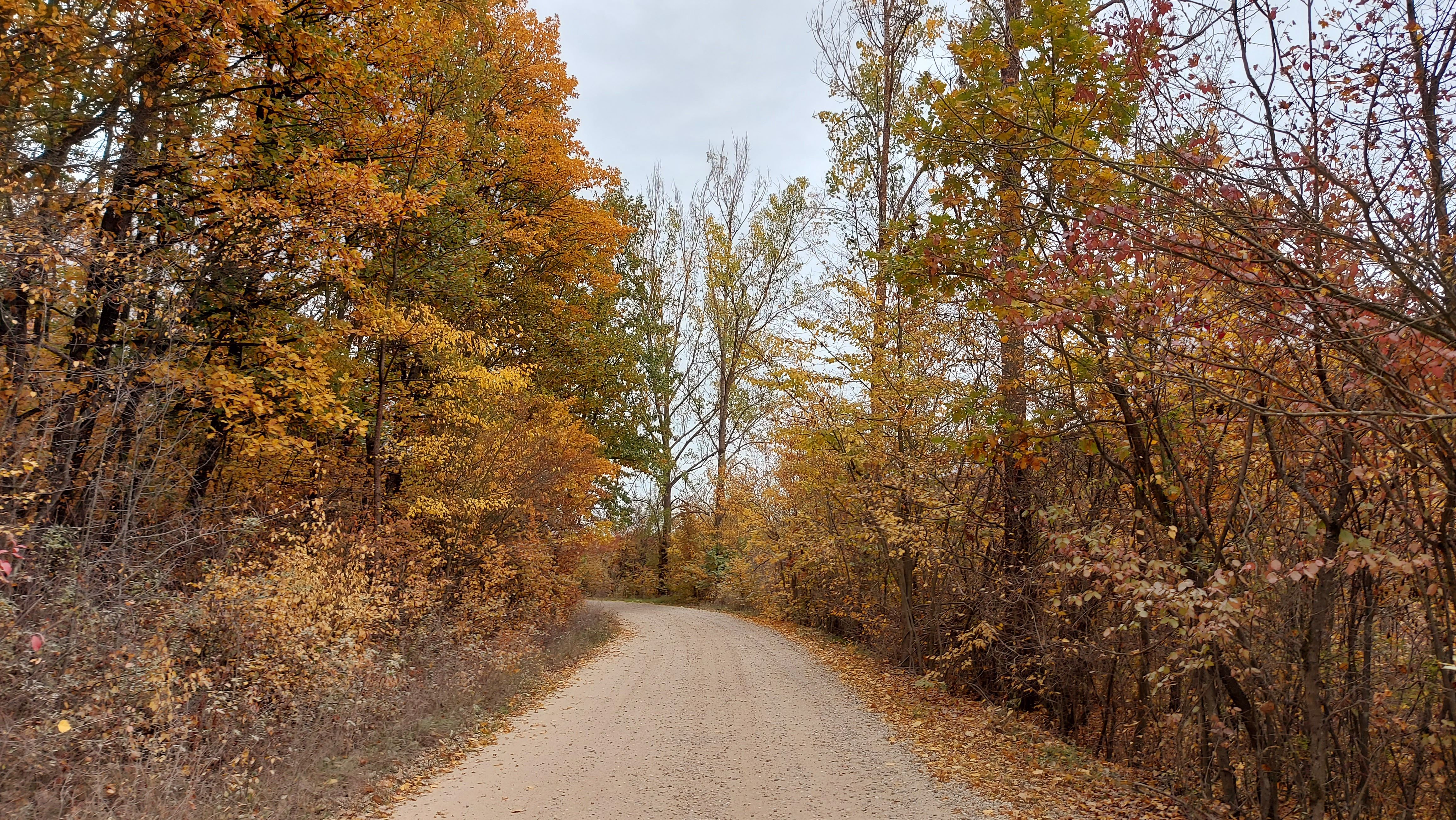 Serene Autumn Road Through Vibrant Foliage · Free Stock Photo