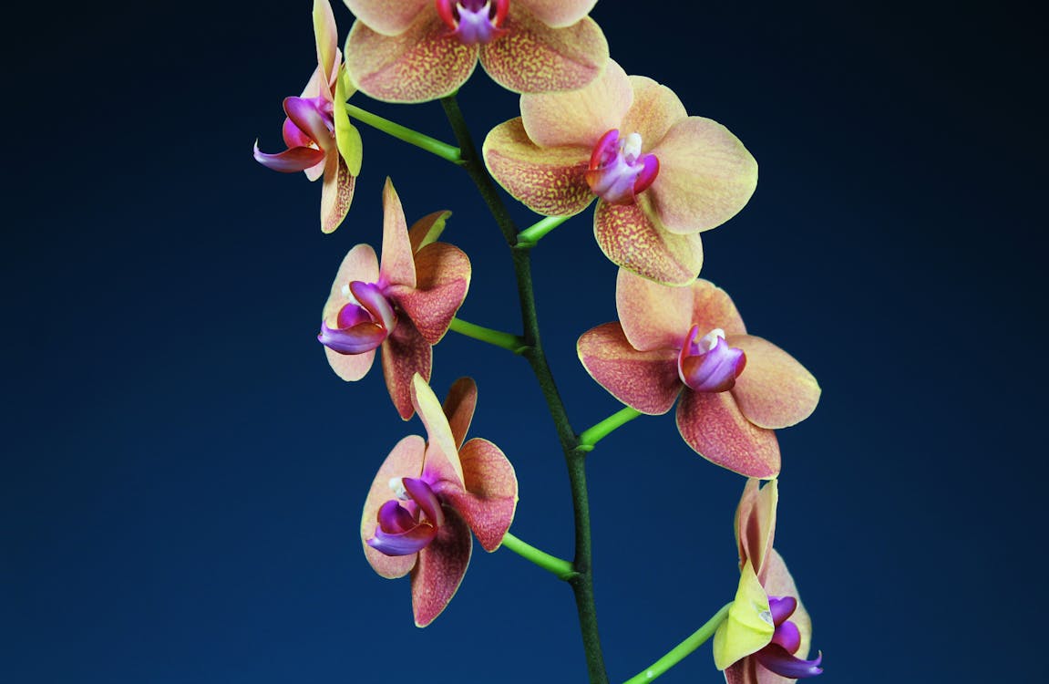 Flor De La Orquídea Marrón · Foto de stock gratuita