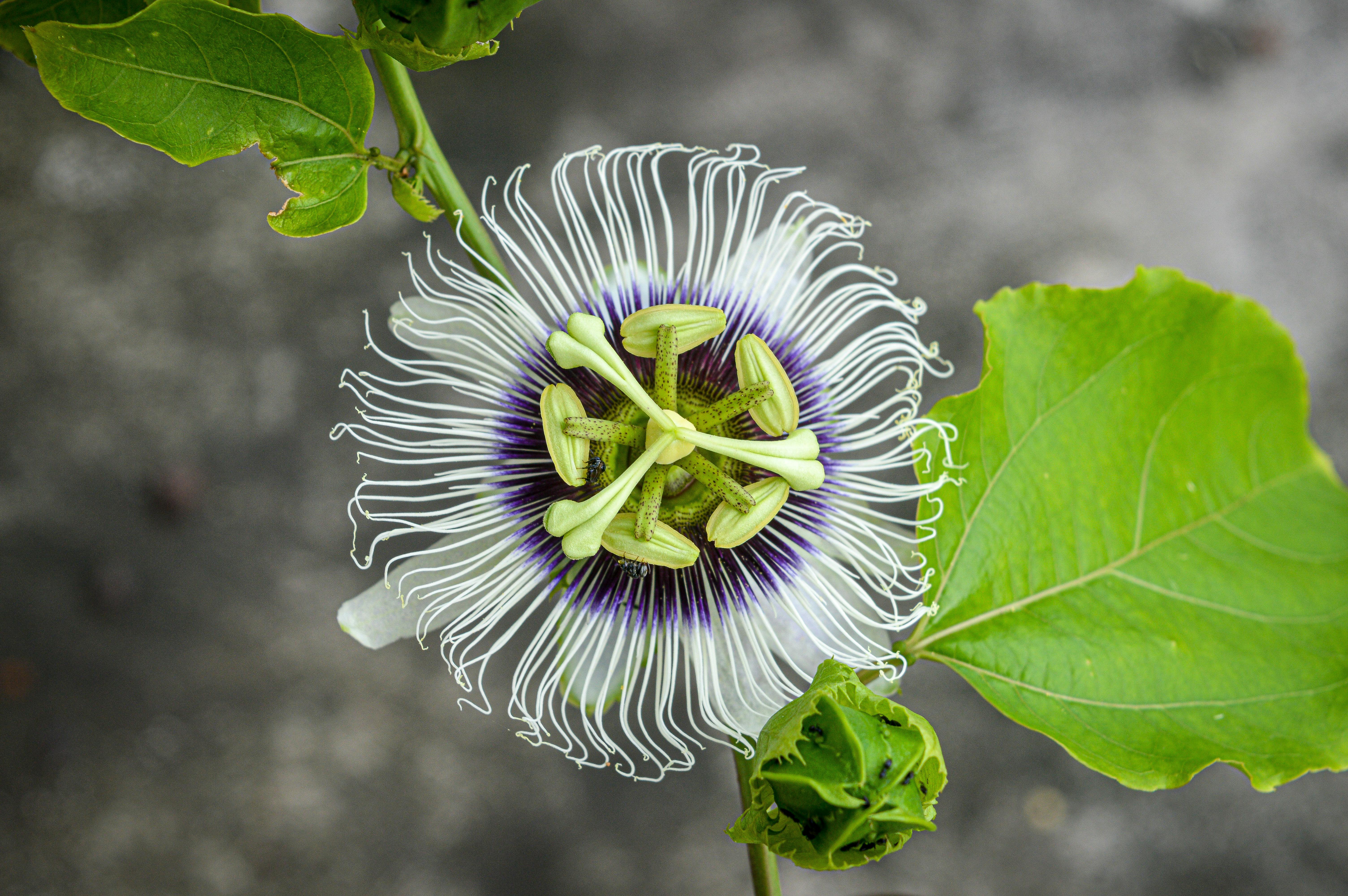 Detailed view of a vibrant passionflower showcasing intricate design and colors. - Evidence evidence guide for passionflower sleep randomized trial