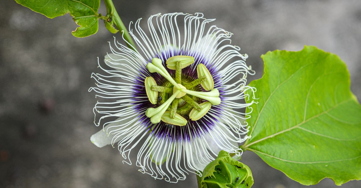 Detailed view of a vibrant passionflower showcasing intricate design and colors. - Evidence evidence guide for passionflower sleep randomized trial