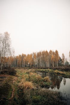 Serene autumn landscape featuring golden birch trees by a calm river in Minsk, Belarus.