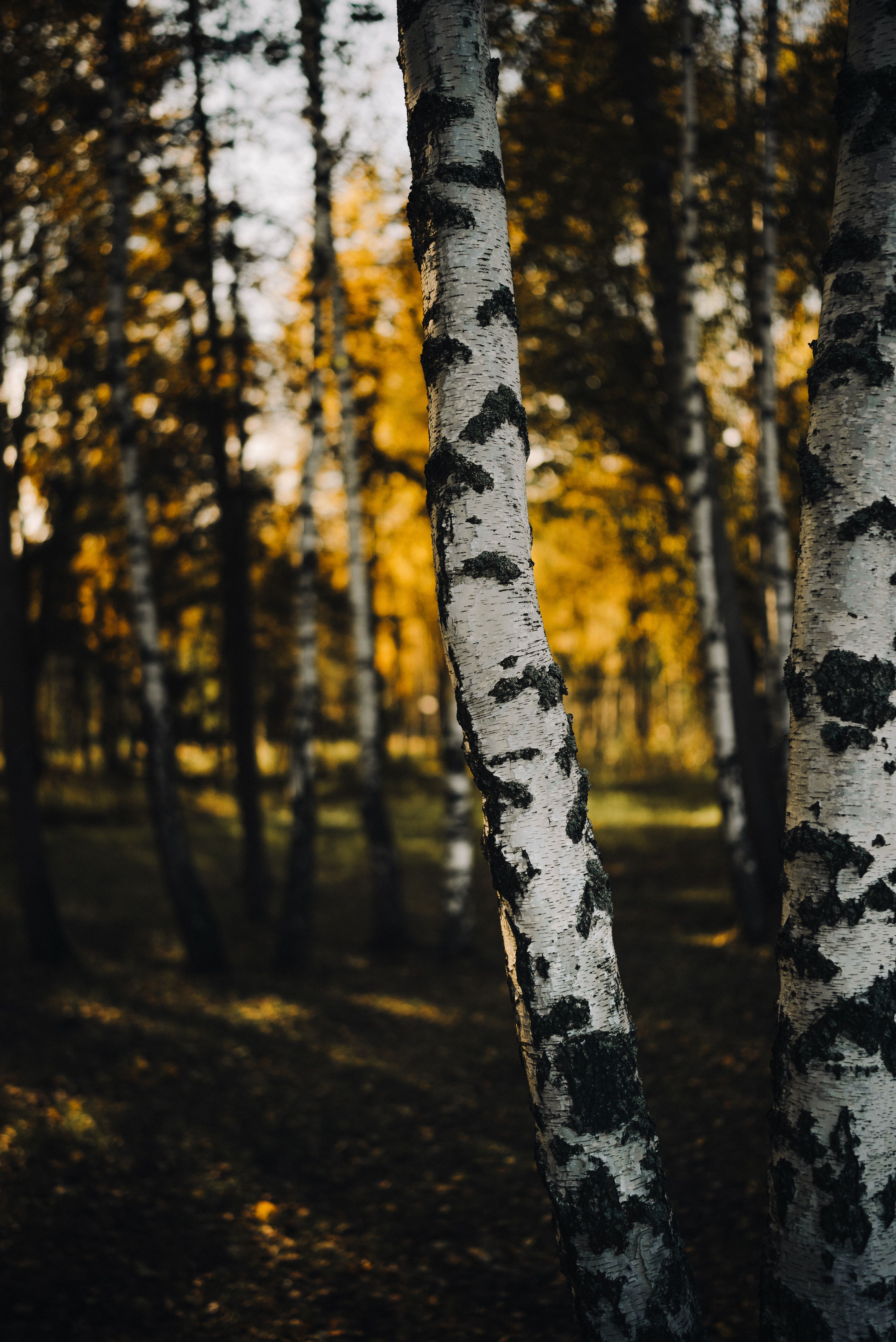 Forêt de bouleaux en automne