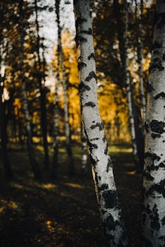 Capture the serene beauty of a birch forest during autumn in Minsk, Belarus.