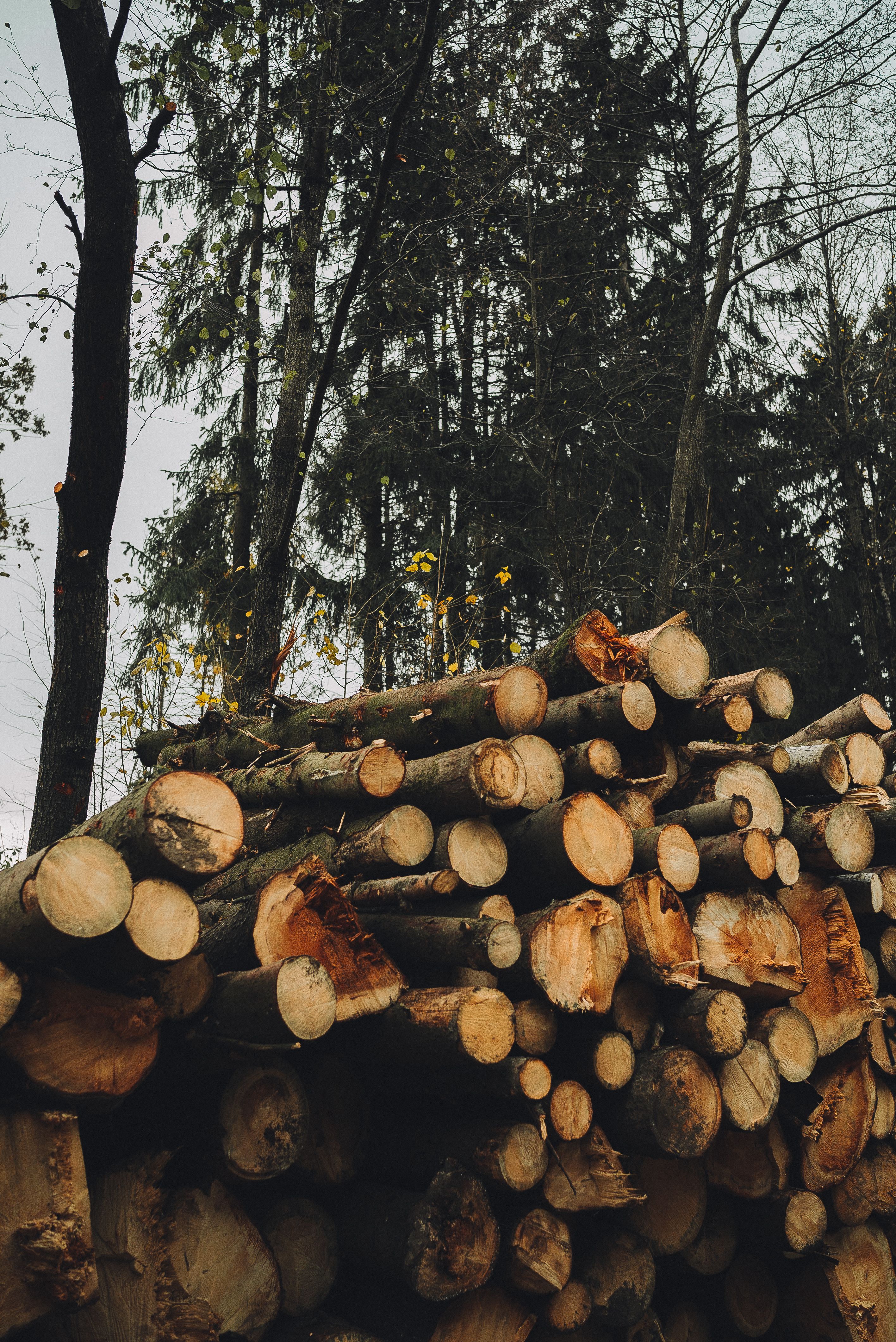 Depth of Field Photography of Brown Tree Logs · Free Stock Photo