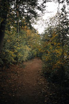 A serene forest path during autumn, surrounded by colorful foliage and golden leaves in Belarus.