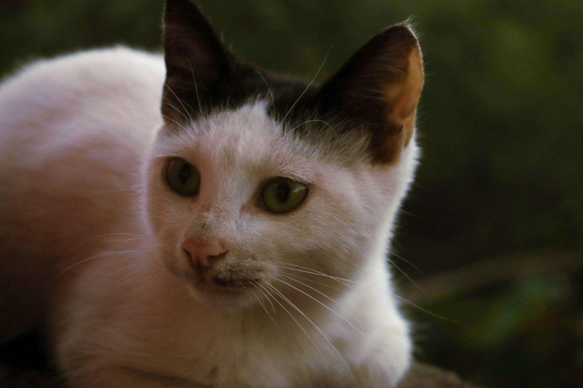 Portrait of a cat at a veterinary clinic