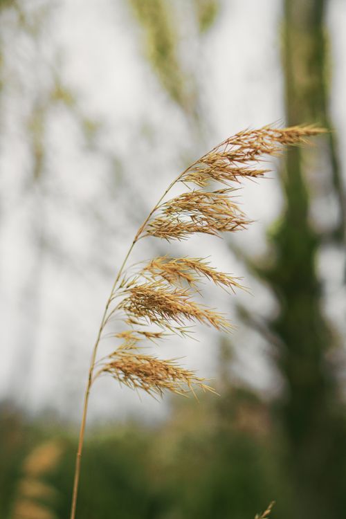 Free Close-up of dry grass with soft background, showcasing natural beauty. Stock Photo
