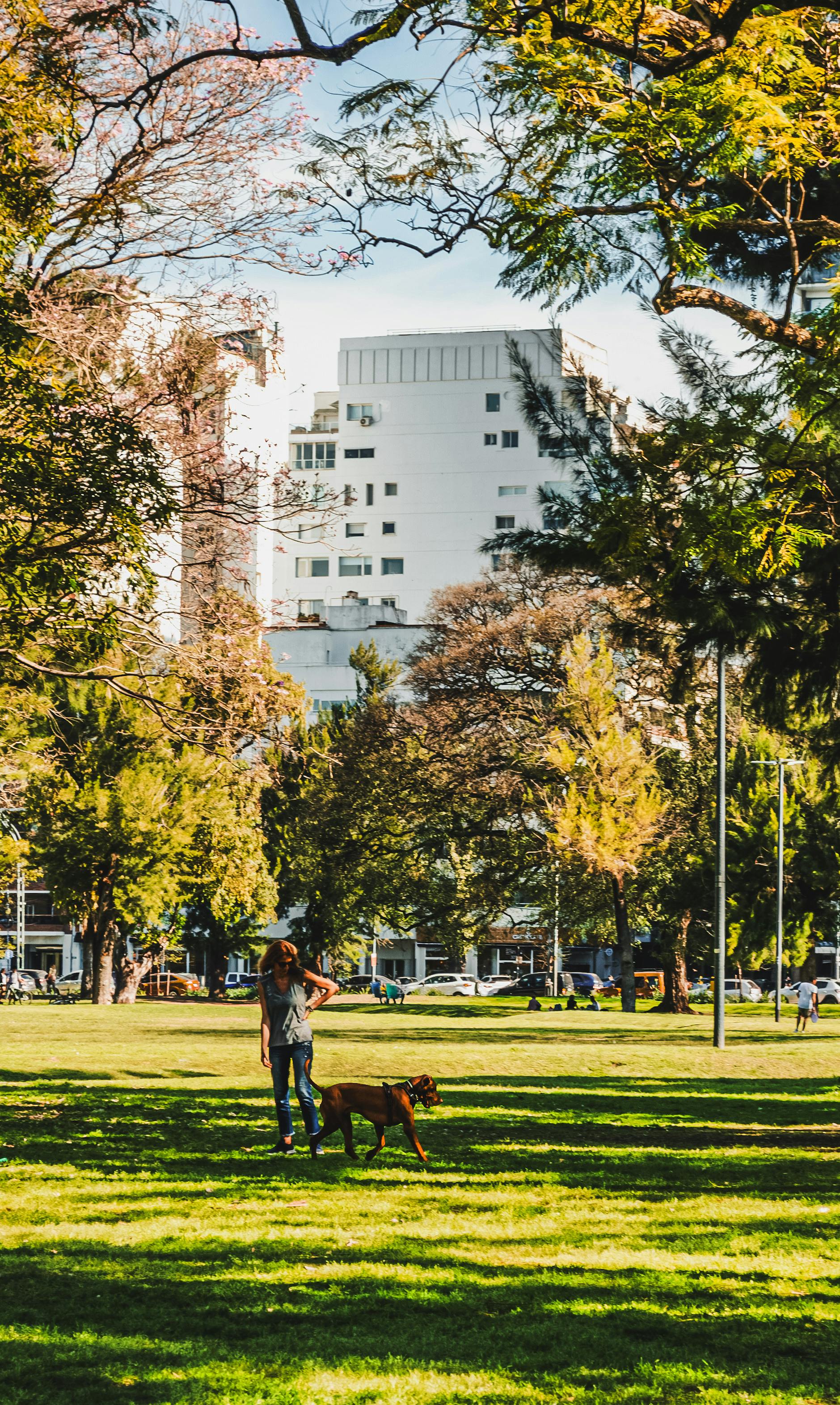 TikTok Dog Ad: How to Monetize Your Pet's Viral Videos