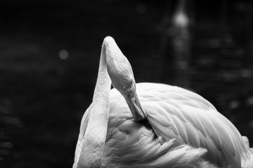Free Graceful swan posing in black and white creating artistic elegance. Stock Photo