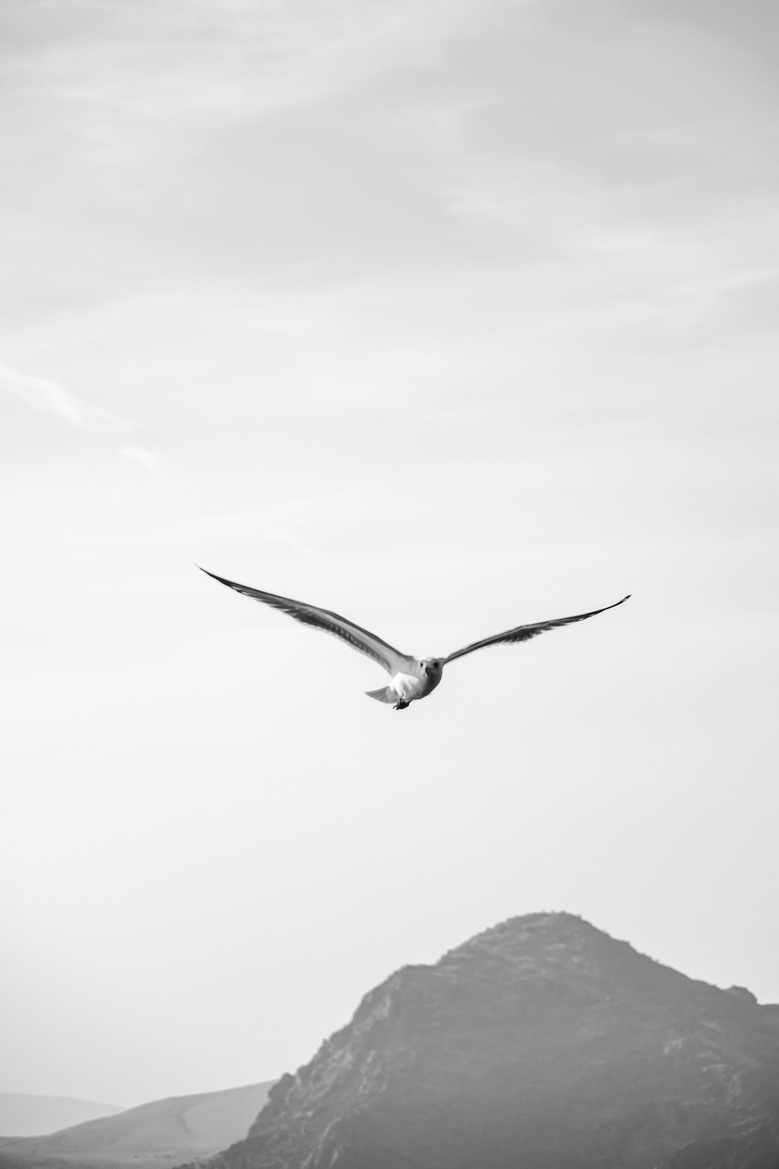 Seagull soaring over a mountain in black and white · Free Stock Photo