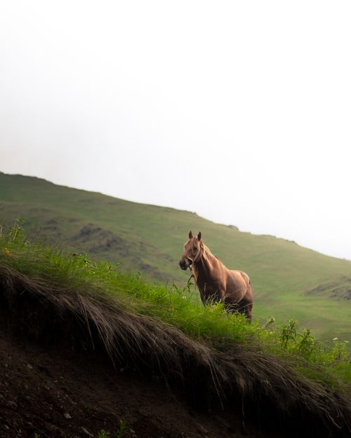 Free A lone horse grazes peacefully on the lush hills of Juta, Georgia, amidst stunning natural scenery. Stock Photo