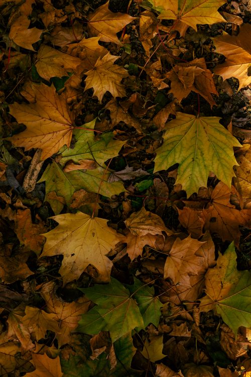 Free Vibrant autumn maple leaves on the forest floor in Toronto, Canada. Stock Photo