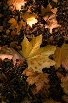 Captivating autumn scene of golden maple leaves on the ground in Toronto, Ontario.