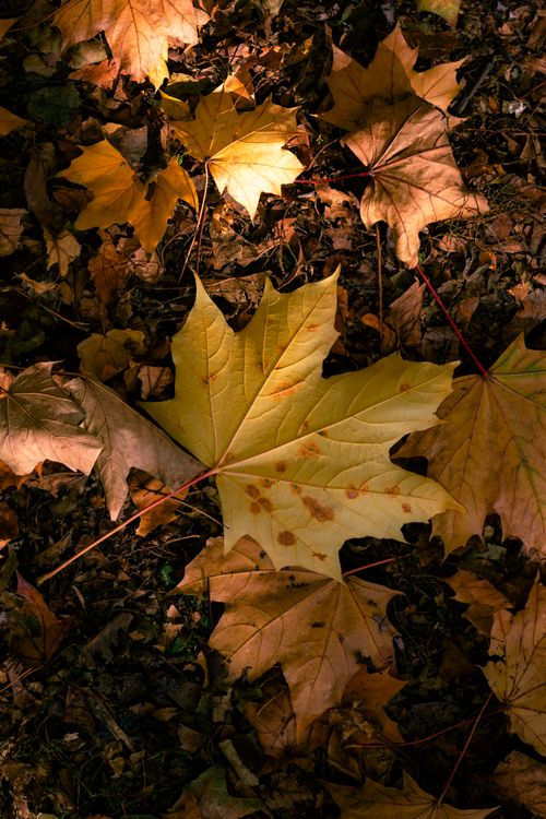 Free Captivating autumn scene of golden maple leaves on the ground in Toronto, Ontario. Stock Photo