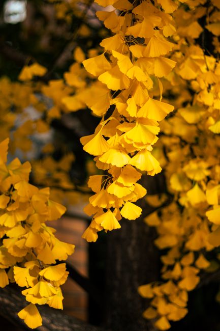 Vibrant ginkgo leaves in Toronto showcase the beauty of autumn.