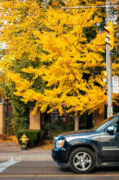Bright yellow maple tree highlights an autumn street view in Toronto, contrasting with passing cars and urban elements.