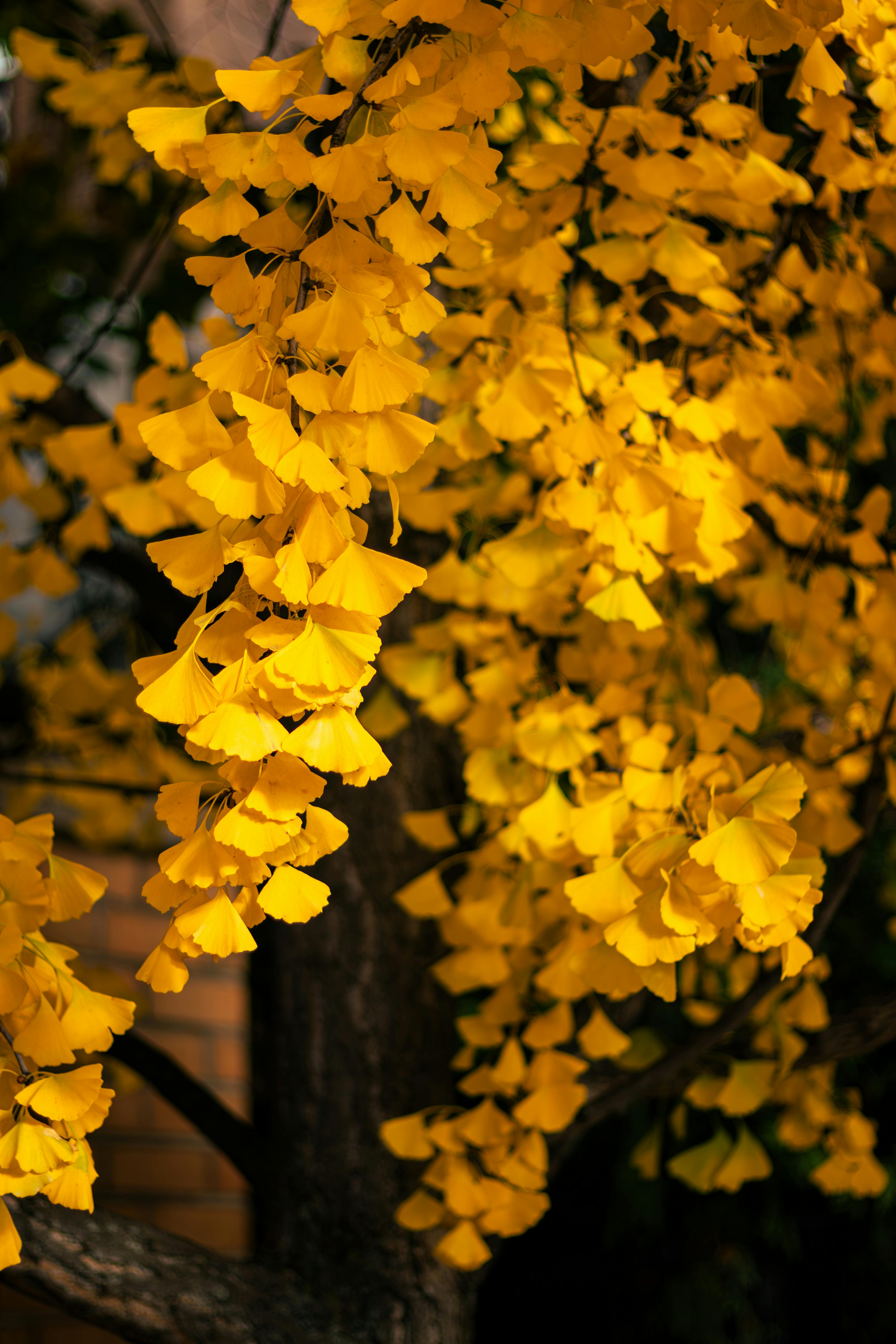 Close-up of bright yellow ginkgo leaves in fall, Toronto, Ontario.